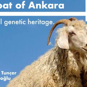 THE GOAT OF ANKARA:OUR NATIONAL GENETIC HERITAGE